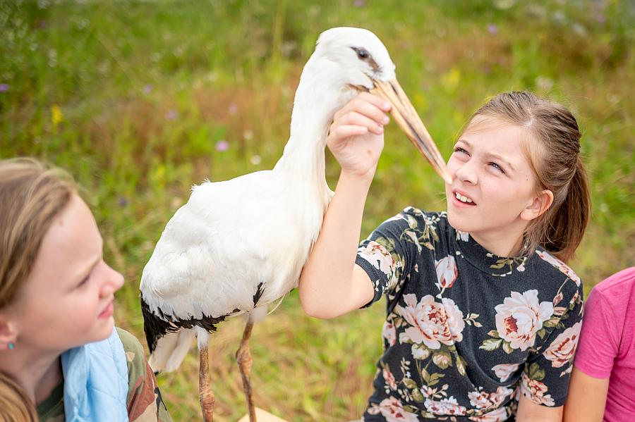 Kommt ein Vogel geflogen