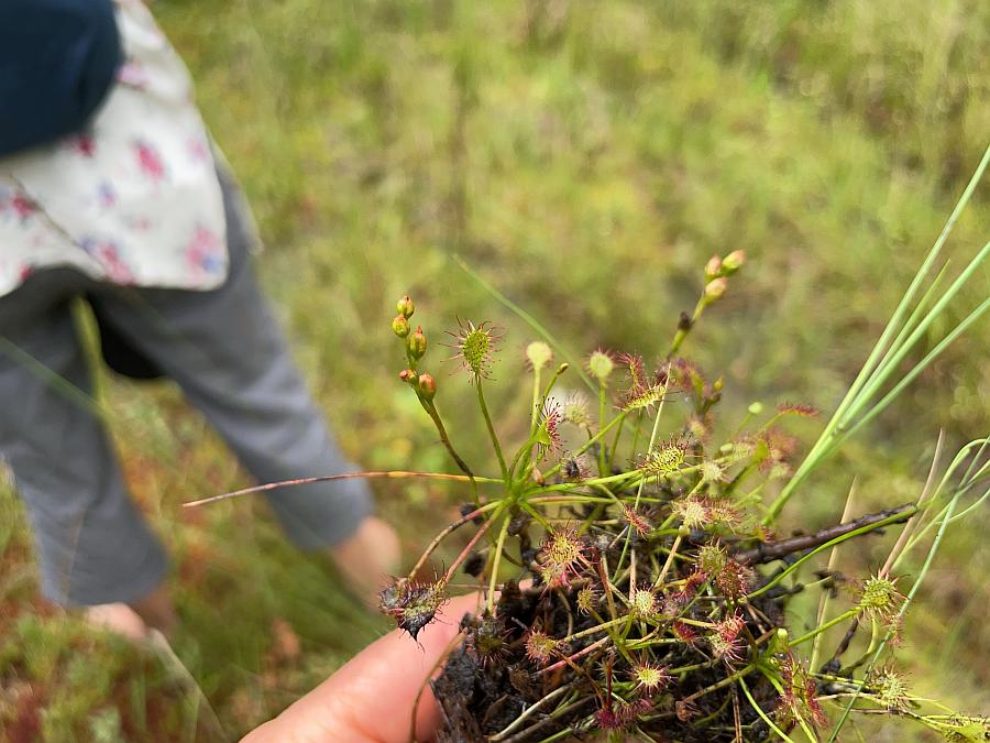 Führung durch das Hochmoor Reichermoos
