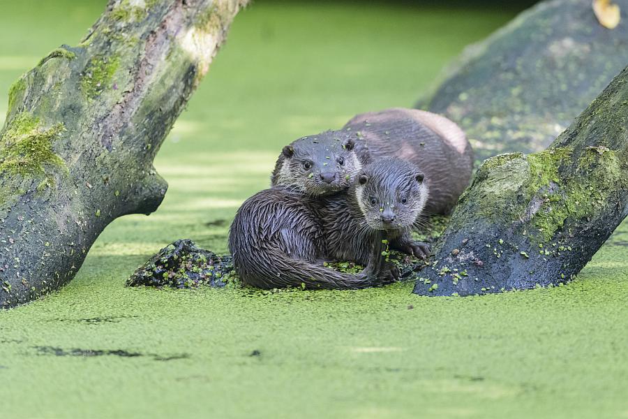 Naturschutzzentrum lädt zur Eröffnung der Fischotter-Ausstellung ein