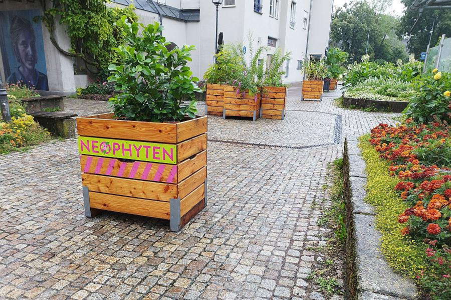 Invasive Neophyten - eine Wanderausstellung