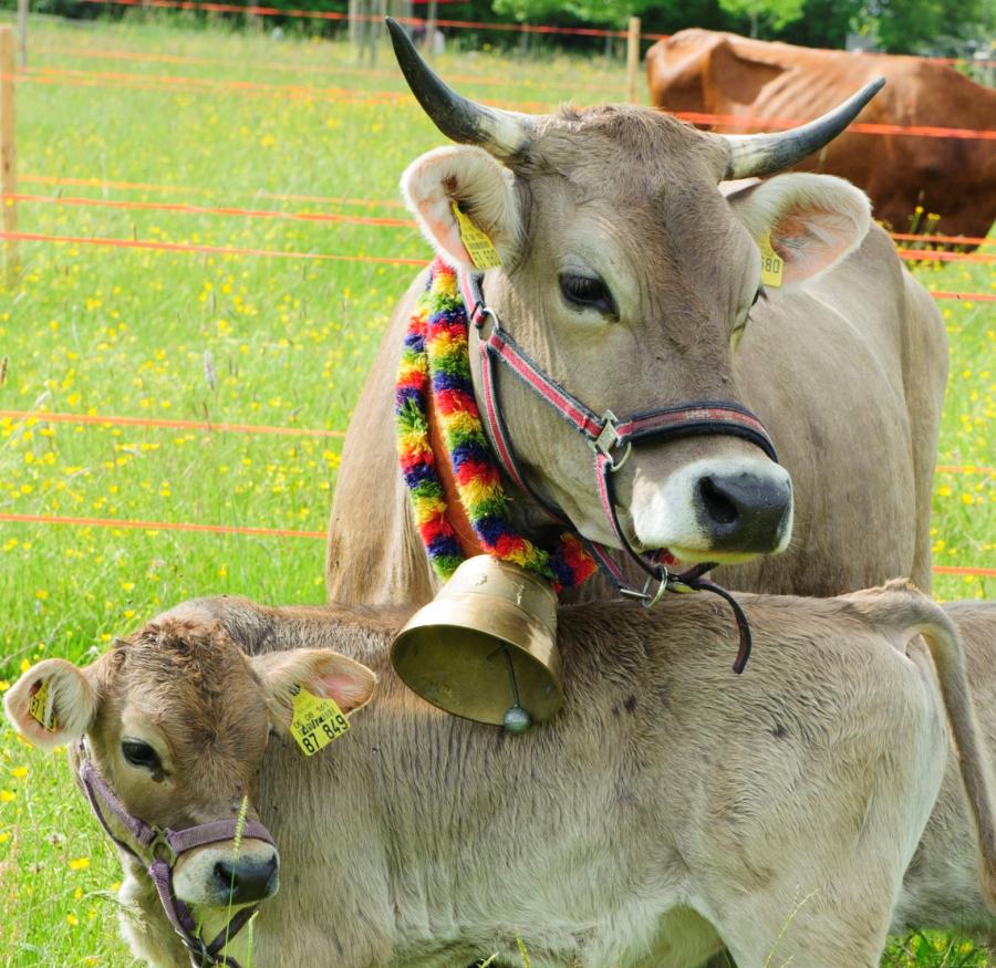 Vom Gras zum Käs‘!