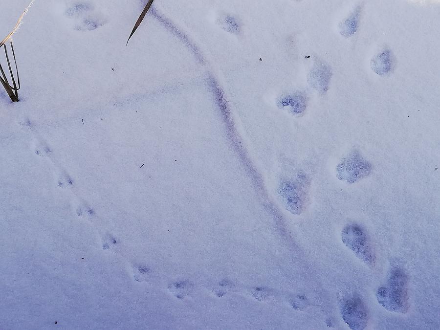 Familienführung: Spuren im Winterwald