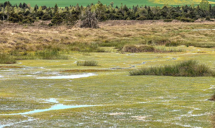 Führung am Weltwassertag: Wasserspeicher Wurzacher Ried