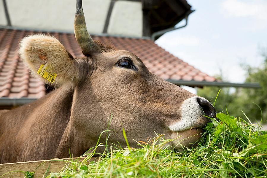„Landwirtschaft früher“: Familienführungen im Museumsdorf