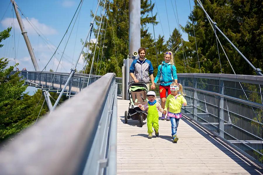 Die Waldwelt im Mai