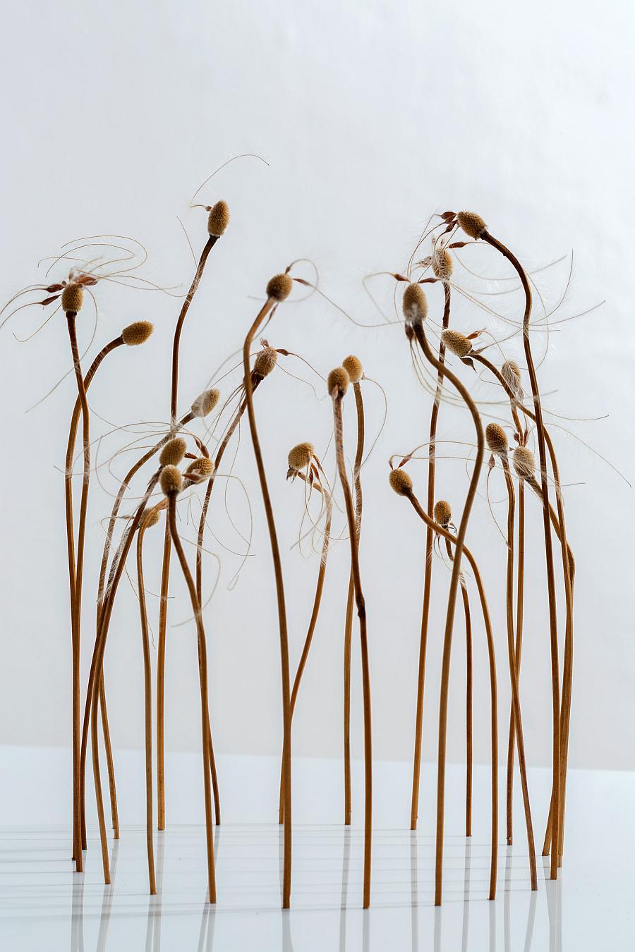 27Adler Pauline Kreis 002