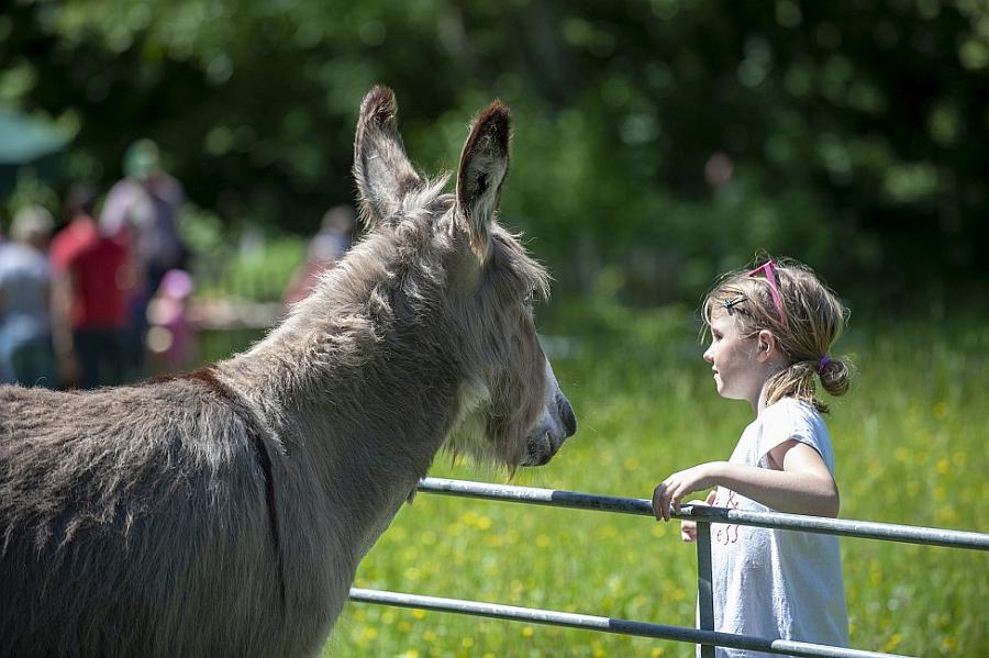 Die Esel sind los im Bauernhaus-Museum in Wolfegg!